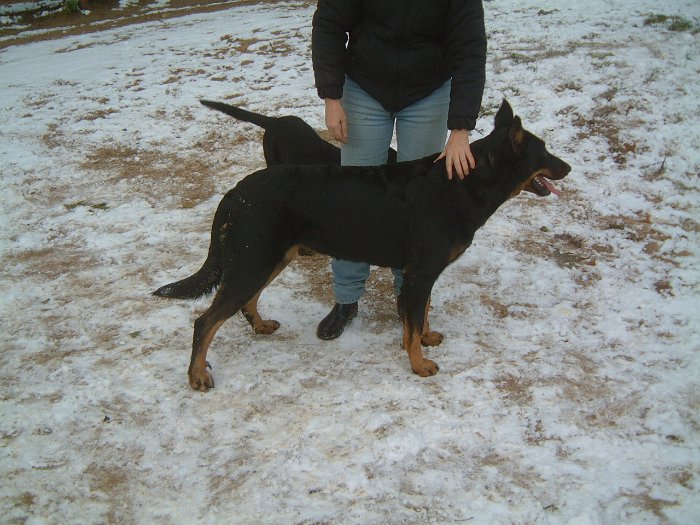 Birmane De Montclea (31)